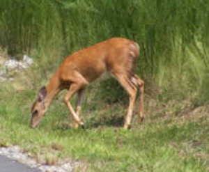 Deer-near-Blue-Heron-Point-2 image Deer near Blue Heron Point 2