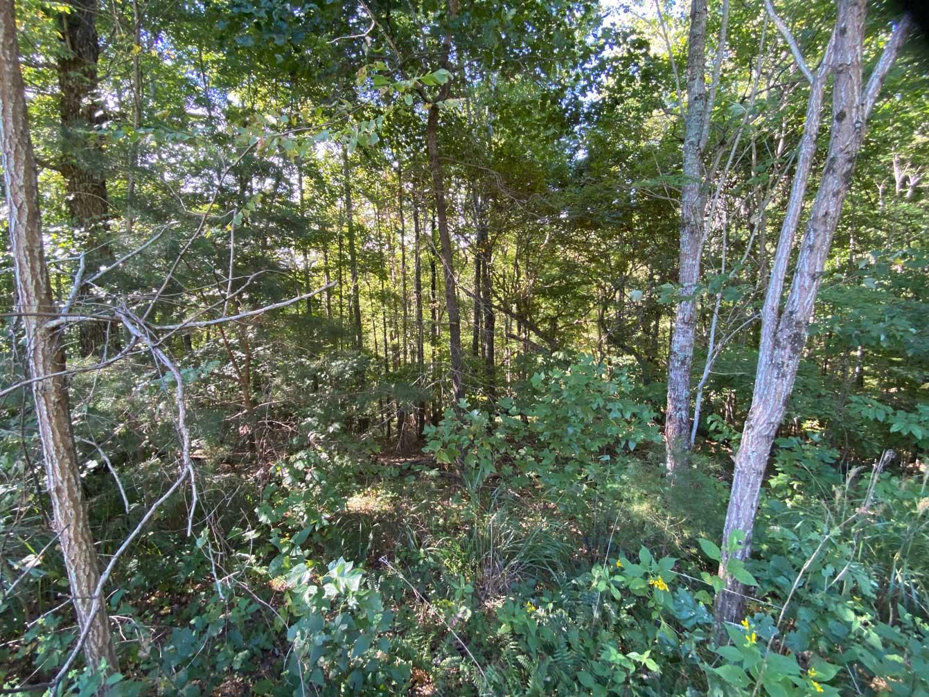 Blue Heron Point Lot 46 - Image# 6