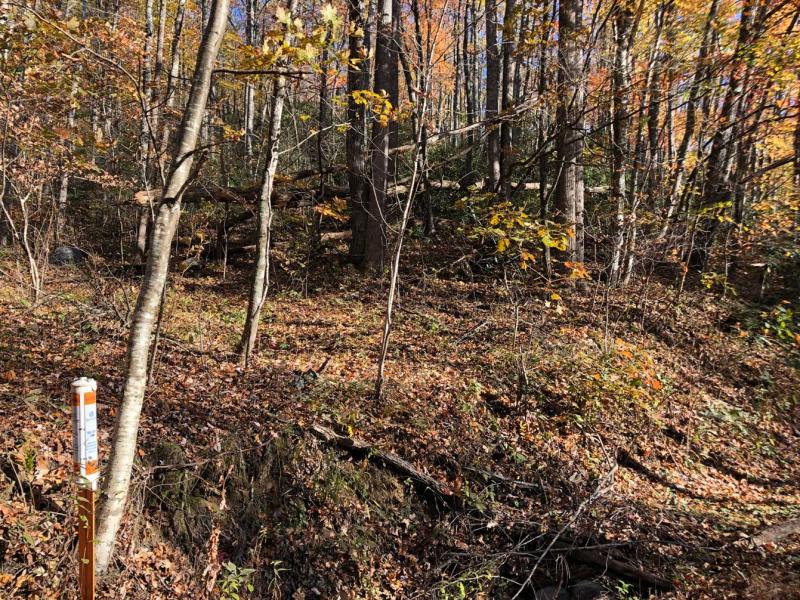 Shumont Road 3.46 acres - Image# 8