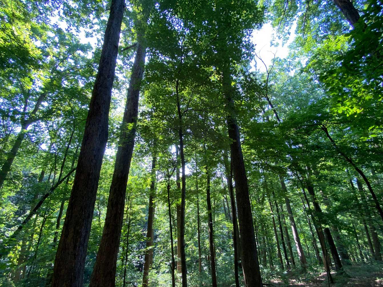 Lake Lure 11 acres - Image# 12