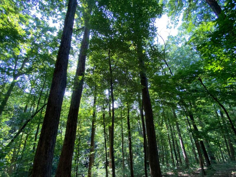 Lake Lure 11 acres - Image# 12