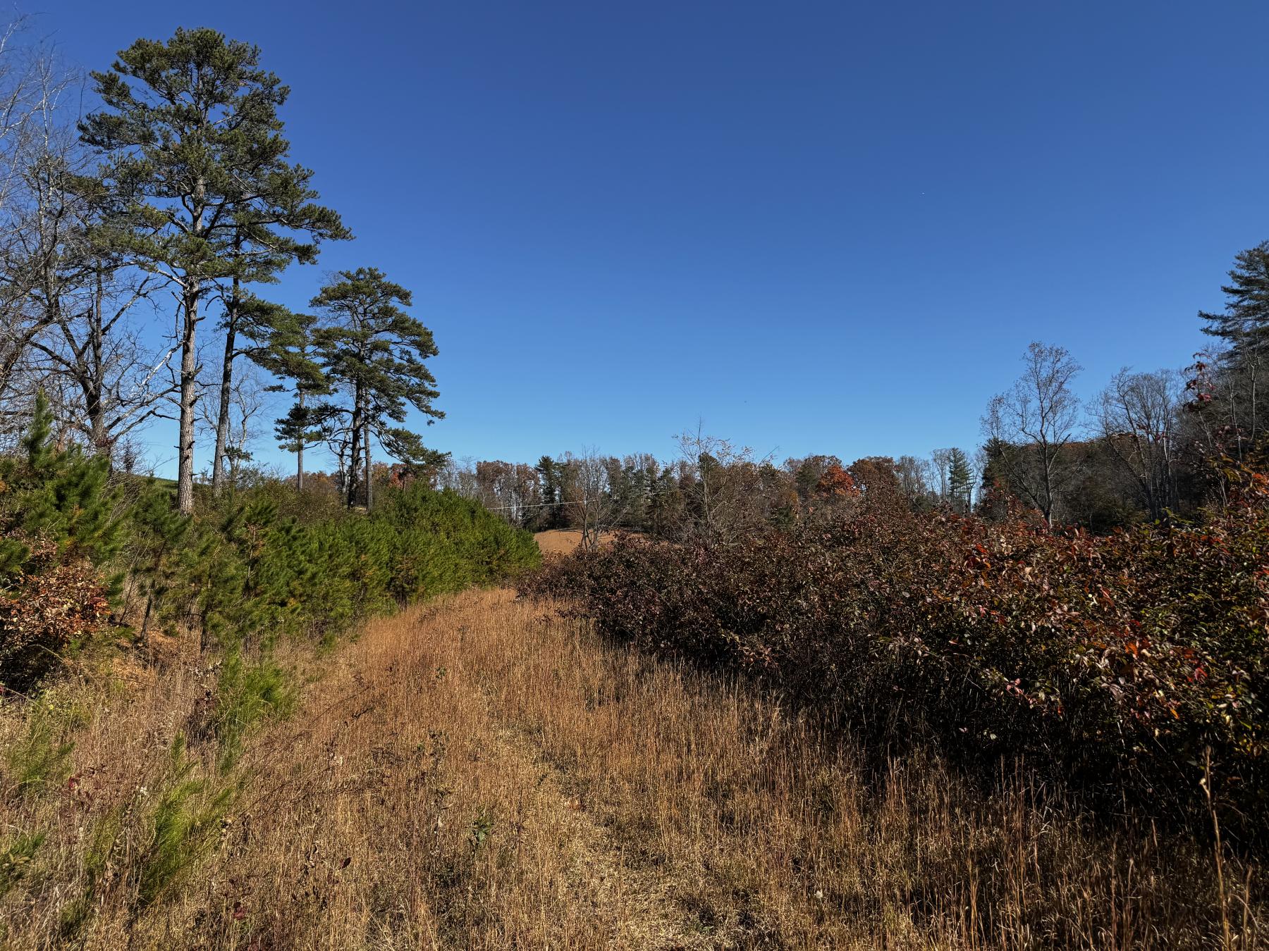 Asheville 28 Acres - Image# 2
