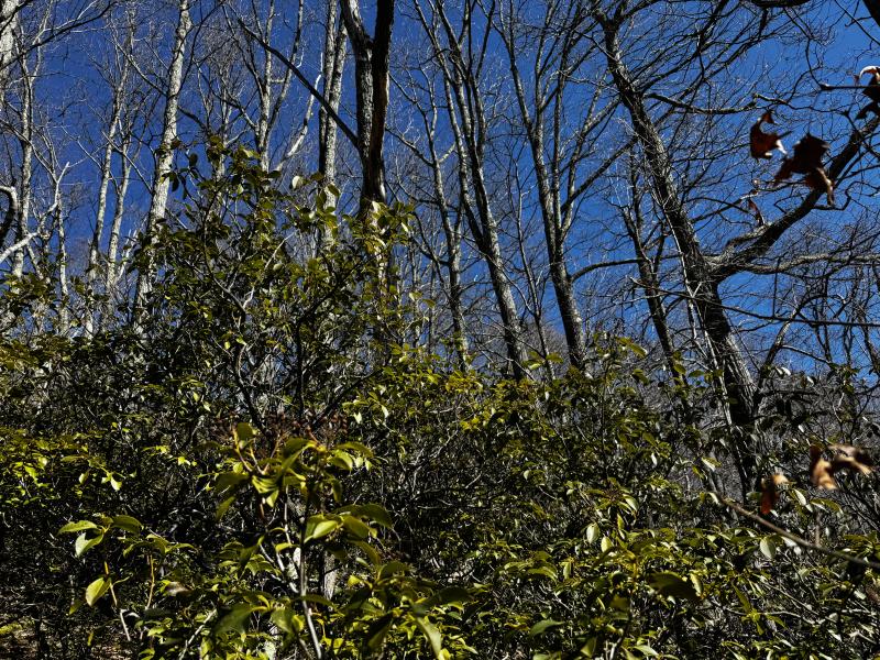 Laurel Ridge Lot - Image# 12