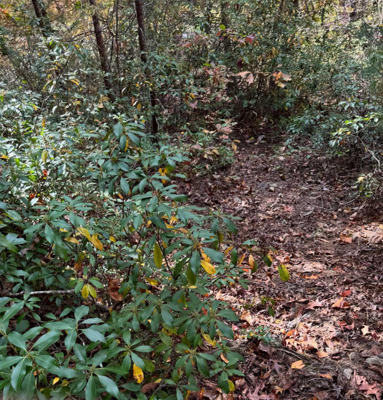 Peaks at Lake Lure Lot 44 - Image# 6